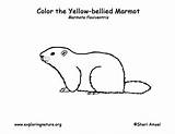 Marmot Coloring Bellied Yellow Nature Exploringnature sketch template