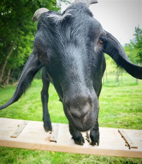 Bucks Emberfield Farms Fainting Goats