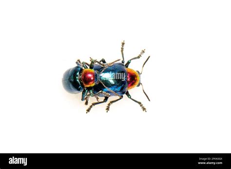 image of blue milkweed beetle it has blue wings and a red head couple