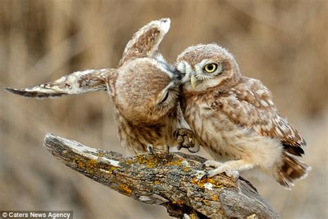 These Owls Prove They Re Real Love Birds As They Cuddle Up