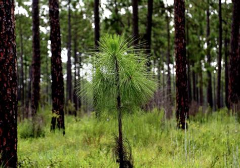 conservation efforts helping longleaf pine rebound   texas