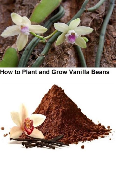 plant  grow vanilla beans video grow vanilla beans