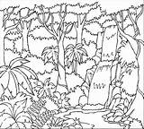 Rainforest Coloring Pages Printable Tropical Forest Print Trees Layers Rain Drawing Colouring Color Getcolorings Sheets Getdrawings Animals Colorings Printables sketch template