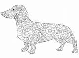 Coloring Vector Dachshund Adults Book Dog Illustration sketch template