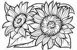 Girasole Girasoli Sunflowers sketch template