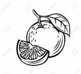 Orange Tree Clipartmag Drawing Clipart sketch template