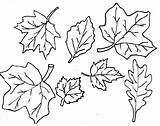 Printable Leaves Coloring Pages Leaf Outline Popular sketch template