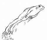 Jumping Grenouille Leaping Coloriages sketch template
