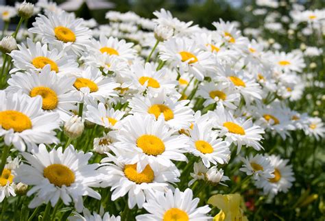 daisies  photo  freeimages
