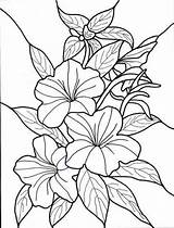 Coloring Pages Flowers Exotic Adults sketch template