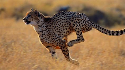 beauty cute amazing animal wild animal cheetah running