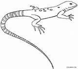 Coloring Lizard Gecko Pages Print Printable Kids Template Cool2bkids Common sketch template