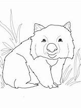Wombat Coloring Drawing Womb Baby Pages Getcolorings Printable Australian Animals Getdrawings sketch template