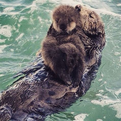 This Sea Otter That Had Sought Shelter At The Monterey Bay