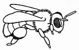 Bee Insect Getdrawings sketch template