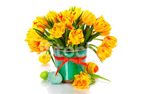 easter tulips stock photo royalty  freeimages