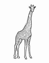 Giraffe Coloring Pages Printable Drawing Giraffes Categories sketch template