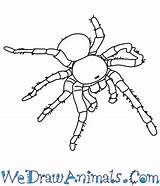 Spider Goliath Eating Bird Draw Drawing Easy Tutorial Print Getdrawings sketch template