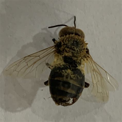 honey bee drone apis mellifera drone
