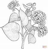 Kolorowanki Lilac Hydrangea Lilak Hydrangeas Kolorowanka Syringa Supercoloring sketch template