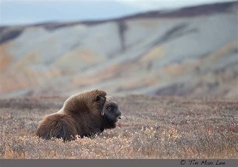 muskox   arctic tundra cool pets arctic tundra animal photography