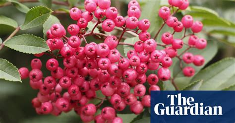 how to grow rowan trees alys fowler life and style the guardian