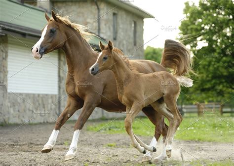 arabian horse mare  foal running high quality animal stock