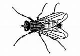 Mosca Fliege Mouche Vlieg Malvorlage Coloriage Kleurplaat Insectos Ausmalbilder sketch template
