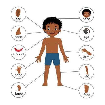 discover  body engaging worksheets  learn   body parts