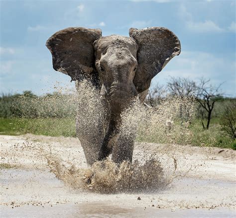 african elephant charging  water etosha np namibia photograph  sharon heald