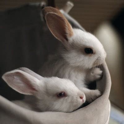 love bunnies