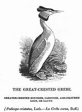 Crested Grebe Trogtrogblog Bewick Although However sketch template