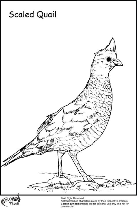 quail coloring pages minister coloring