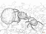 Coloring Dung Beetle Beetles Pages Printable Color Drawing Drawings sketch template