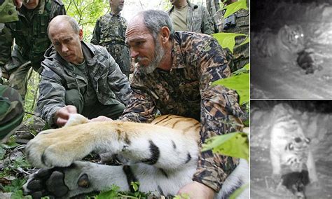 Tiger Released Into The Wild By Vladimir Putin Devours A