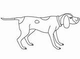 Coloring Dog Hound Coon Tick Getcolorings Printable sketch template