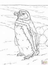 Pinguin Ausmalbilder Pinguine Malvorlagen Pinguino Magallanes Ausmalen Pinguinen Malvorlage Weihnachten Magellanic Kinderbilder sketch template