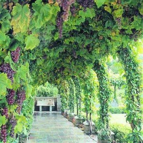 inspiring grape vine ideas  beautify  garden grape trellis