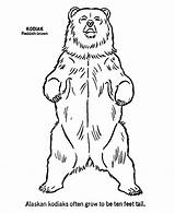 Bear Coloring Wild Pages Standing Outline Animal Grizzly Kodiak Animals Drawing Kids Clipart Print Outlines Honkingdonkey Drawings Sheets Colouring Printable sketch template