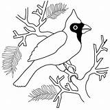 Cardinal Coloring Pages Printable Bird Winter Color Red Clipart Popular Library Choose Board Books Coloringhome sketch template