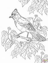 Coloring Realistic Jay Pages Printable Bird Stellar Steller Adult Supercoloring Colouring Template Animals Coloringbay Choose Board Categories sketch template