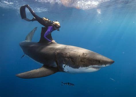 astonishing images   diver swimming  top  great white sharks gizmodo australia