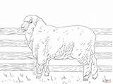 Sheep Coloring Pages Merino Print Outline Minecraft Cute Color Printable Getcolorings Drawing Getdrawings Colorings Popular Skip Main Plain Decoration sketch template