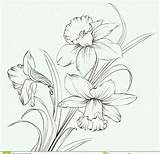 Daffodil Flower Narcissus Jonquille Narcisse Fleur Narzissen Isolement Gele Fleurs Narciso Zeichnung Riscos Isoliert Nutzbare Lizenzfrei Vektorgrafiken Illustrationen Besuchen Narcis sketch template