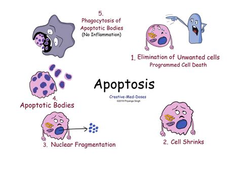necrosis  apoptosis  major differences creative med doses
