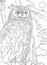 Coloriage Duc Hibou Oiseau Oiseaux Dessin Nocturne Colorier Coloriages Forêt Informations sketch template