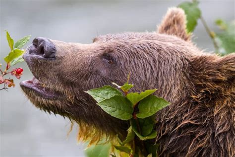 bears   eat  diet care feeding tips