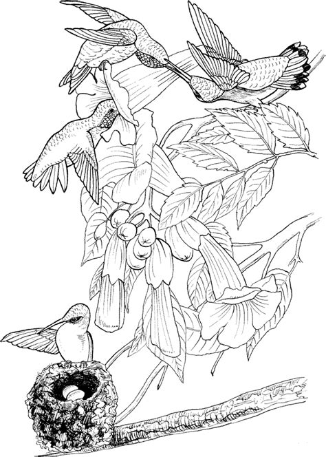 hummingbirds coloring pages printable