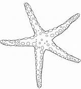 Estrellas Estrella Starfish Equinodermos Etoile Coloriage Invertebrados Chachipedia Coloriages Colorier Marina sketch template