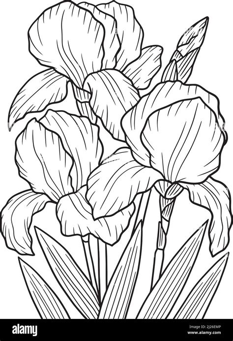 irises flower coloring page  adults stock vector image art alamy